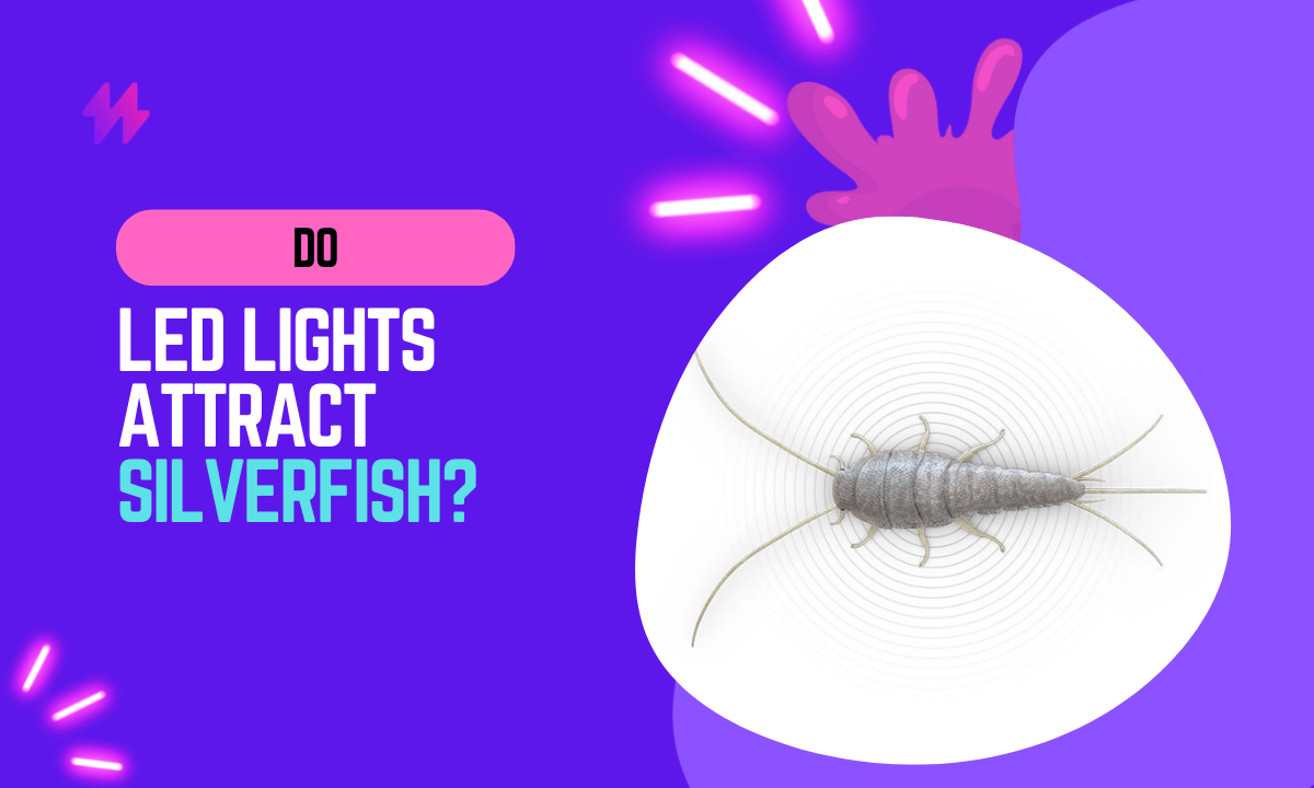 Do LED Lights Attract Silverfish