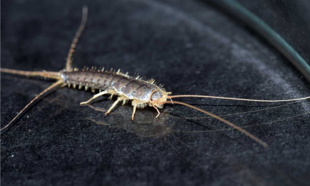 Does LED Light Attract Silverfish