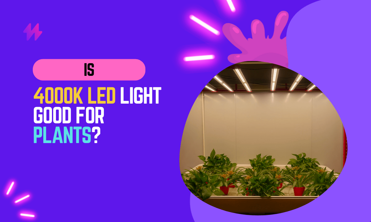 Is 4000K LED good for plants