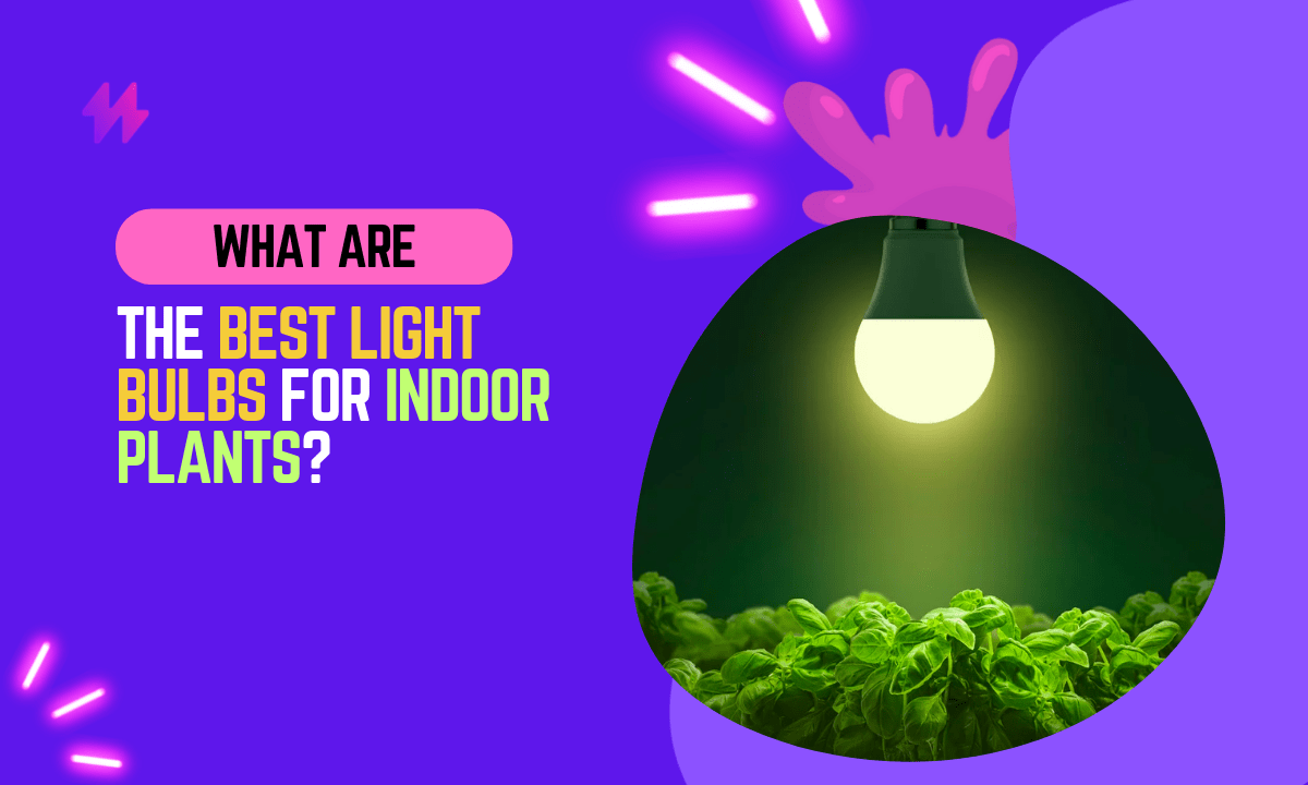 The Best Light Bulbs for Indoor Plants