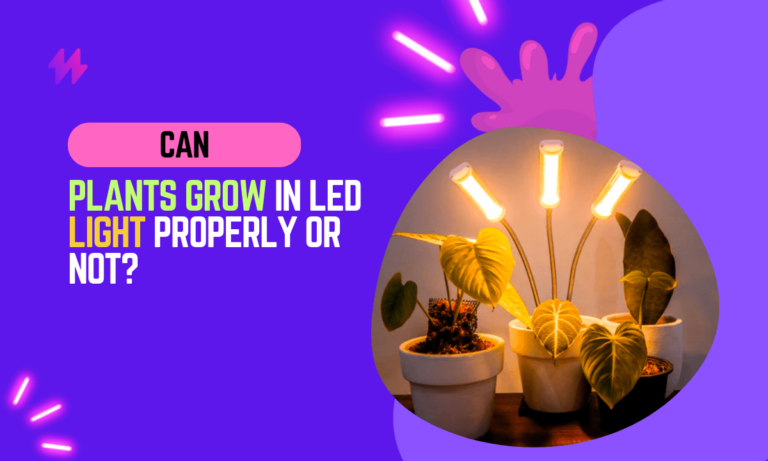 Can Plants Grow in LED Light?
