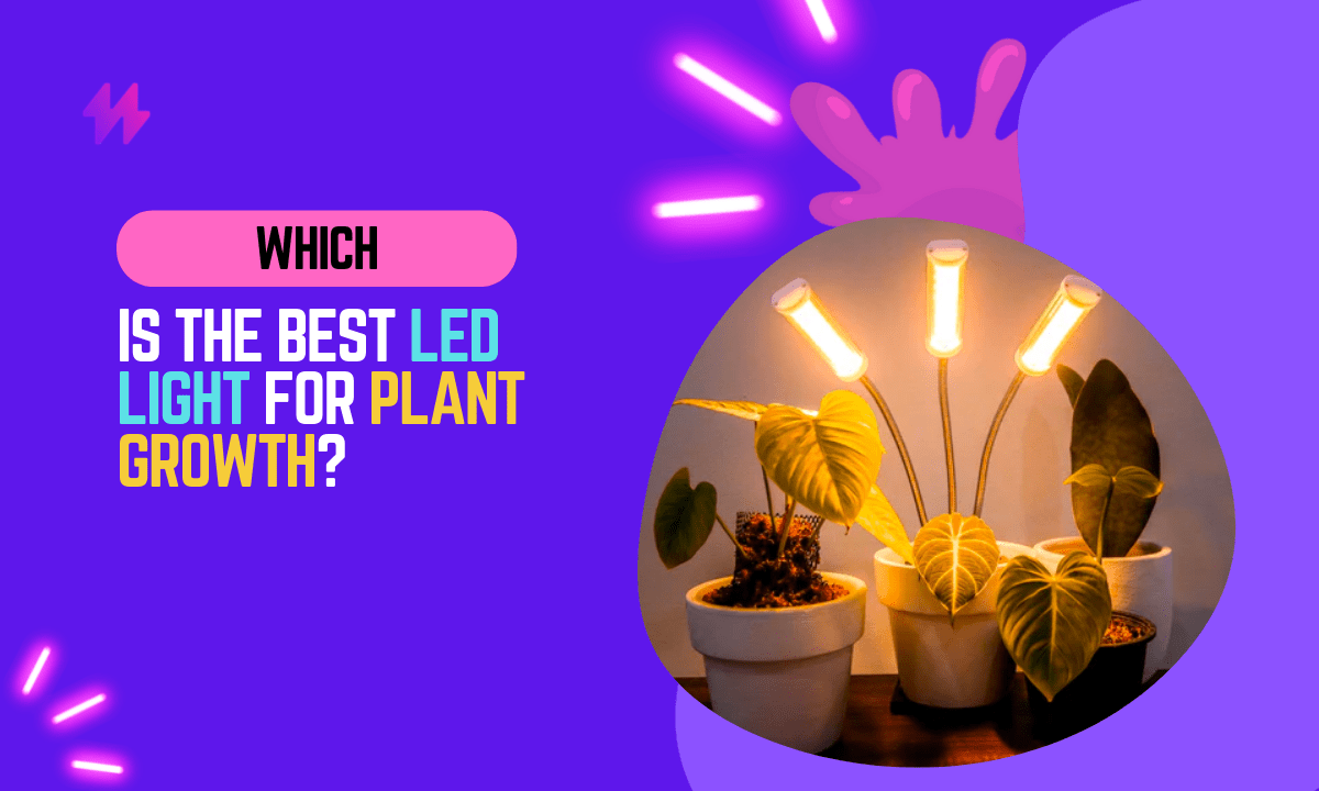 The best light for plant growth